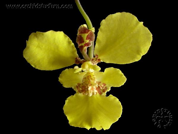Descoberta nova espécie de orquídea em Mato Grosso – Bioescola Tudo Sobre  Plantas