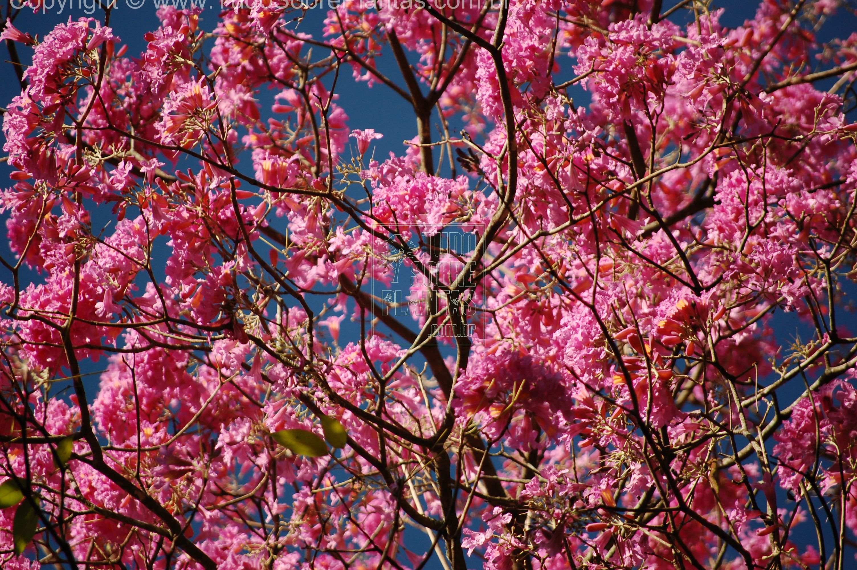 ipê-de-flor-roxa – Bioescola Tudo Sobre Plantas