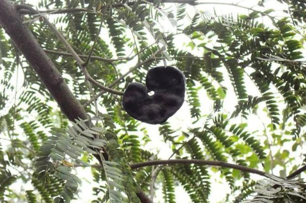 Enterolobium contortisiliquum, nome científico da orelha-de-macaco * Foto: Carol Sencebe / Wikimedia Commons