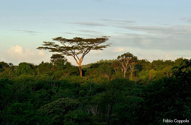 Parkia pendula registrada no sul da Bahia por Fábio Coppola (Flickr). Conhecida na região como Juerana, é uma árvore emergente que possui uma distribuição composta de áreas na costa do Nordeste e áreas na Amazônia. 