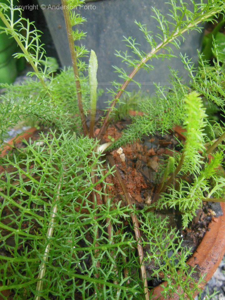 SiSTSP – Mil-folhas (Achillea millefolium) – Bioescola Tudo Sobre Plantas