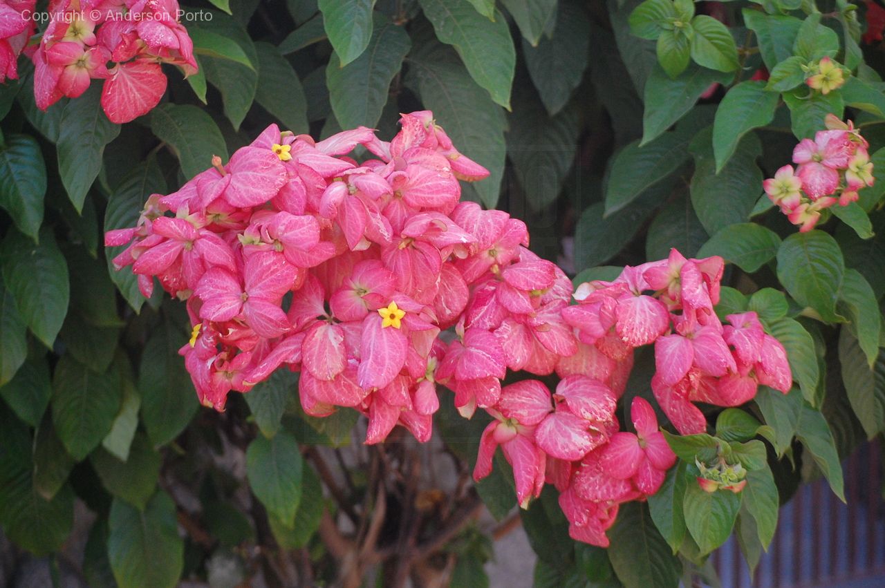 SiSTSP – Mussaenda-rosa (Mussaenda alicia) – Bioescola Tudo Sobre Plantas