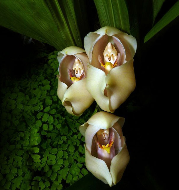 SiSTSP – Orquídea Bebê-no-Berço (Anguloa uniflora) – Bioescola Tudo Sobre  Plantas