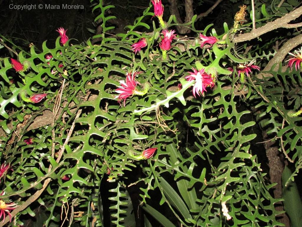 Cacto-orquídea – Bioescola Tudo Sobre Plantas
