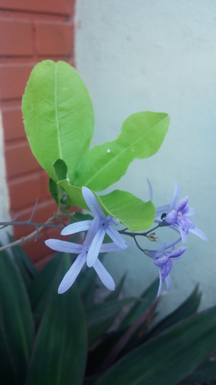 Flor-de-são-miguel (Petrea volubilis) – Bioescola Tudo Sobre Plantas